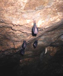 Летучие мыши в большой галерее пещеры Малая Грина
